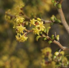 Trymalium elachophyllum