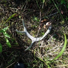 Odocoileus virginianus seminolus