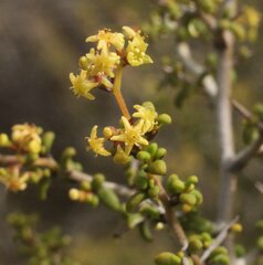 Trymalium elachophyllum