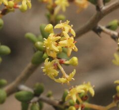 Trymalium elachophyllum