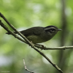 Basileuterus melanotis