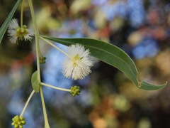 Acacia salicina