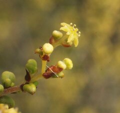 Trymalium elachophyllum