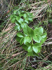 Angelica lucida