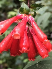 Cestrum fasciculatum