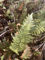 Myriopteris lindheimeri