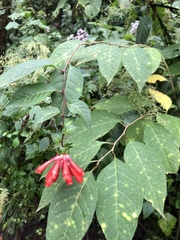 Cestrum fasciculatum