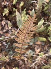 Myriopteris lindheimeri