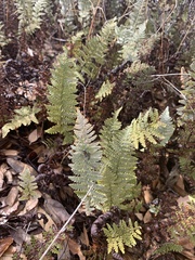 Myriopteris lindheimeri