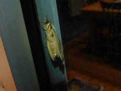 Abantiades latipennis