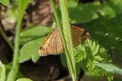 Epirrhoe plebeculata