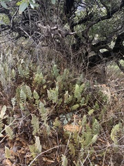 Myriopteris lindheimeri