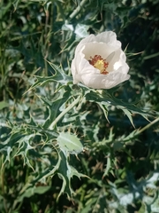 Argemone subfusiformis