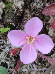 Arthrostemma ciliatum