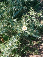 Argemone subfusiformis