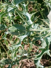 Argemone subfusiformis