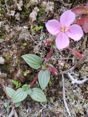 Arthrostemma ciliatum