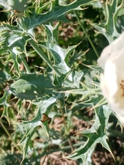 Argemone subfusiformis