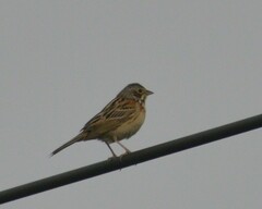 Emberiza fucata