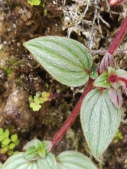 Arthrostemma ciliatum