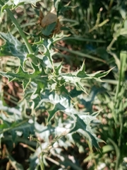 Argemone subfusiformis