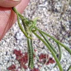 Pectocarya recurvata