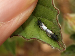 Oxycarenus hyalinipennis