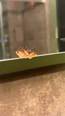 Lophosis labeculata