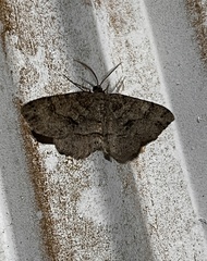 Melanolophia signataria