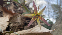 Erythronium umbilicatum