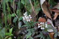 Valeriana jatamansi