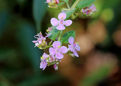 Heterocentron subtriplinervium