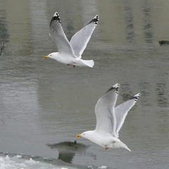 Larus argentatus