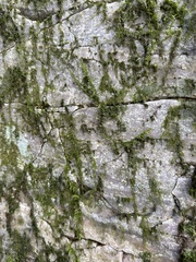 Thuidium delicatulum