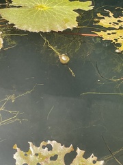 Pomacea canaliculata