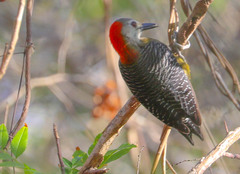 Melanerpes radiolatus