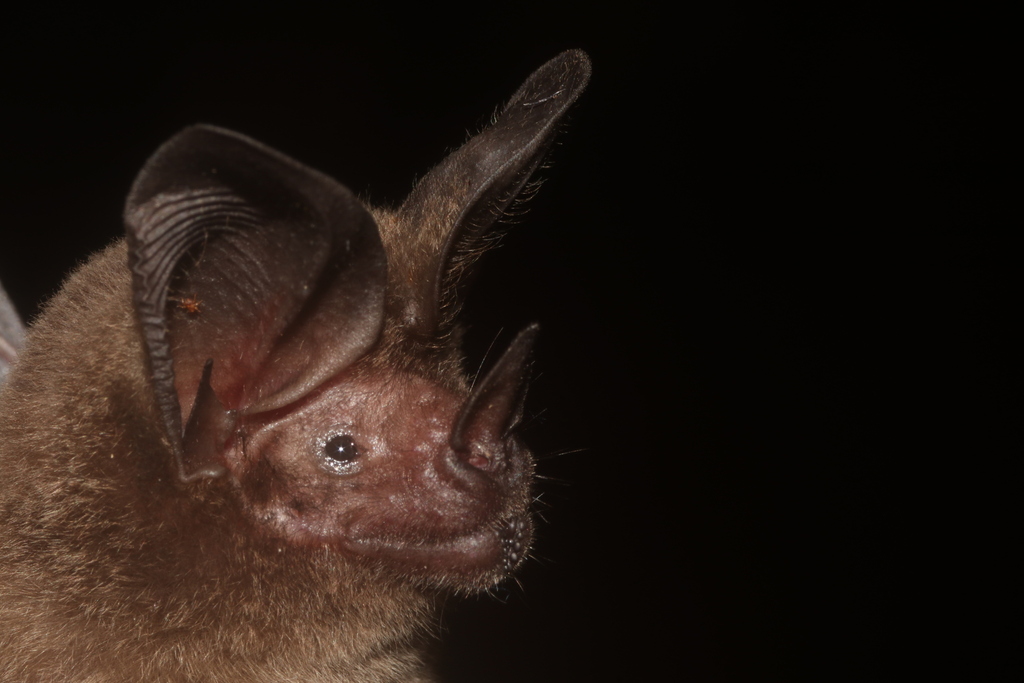 Mesoamerican Round-eared Bat (Lophostoma nicaraguae)