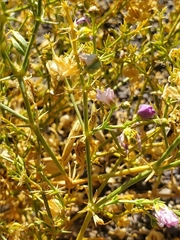 Fagonia chilensis
