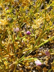Fagonia chilensis