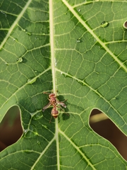 Ropalidia variegata