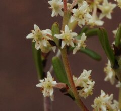 Trymalium myrtillus myrtillus