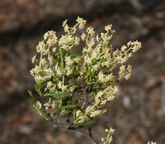 Trymalium myrtillus myrtillus