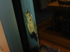 Abantiades latipennis