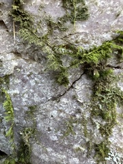 Thuidium delicatulum