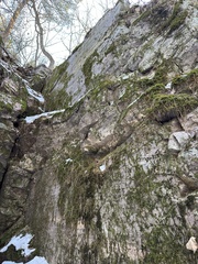 Thuidium delicatulum