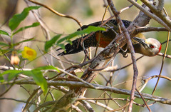 Melanerpes radiolatus
