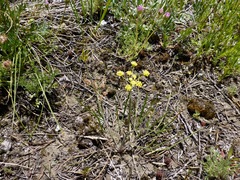 Lomatium simplex