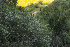 Ceanothus verrucosus