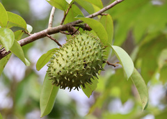 Annona muricata