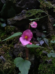 Begonia gracilis